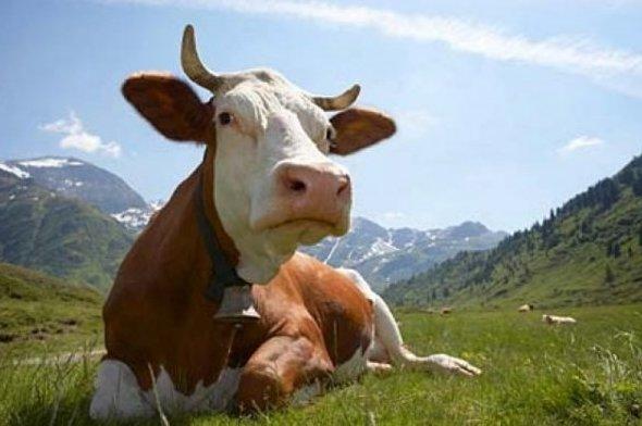 Использование коровьего навоза в качестве удобрения с фото