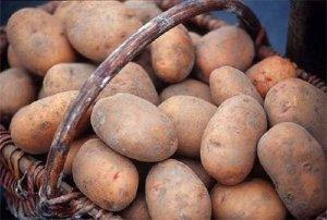 Учимся выращивать картофель по голландской технологии - фото