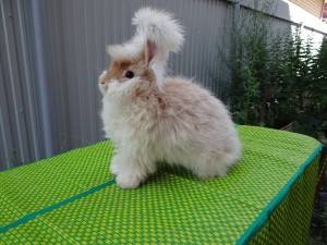 Пуховые породы кроликов: фото и описание - фото