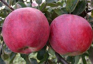 Ранние сорта яблок: особенности, вкусовые качества, преимущества и недостат ... - фото