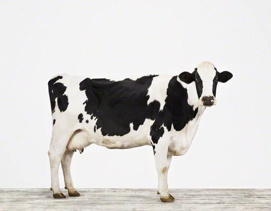 Разведение коров в домашних условиях как бизнес - фото