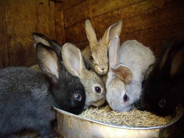 Разведение кроликов как бизнес в домашних условиях: отзывы - фото