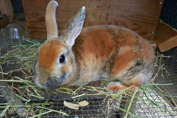 Разведение кроликов в домашних условиях на приусадебном участке - фото