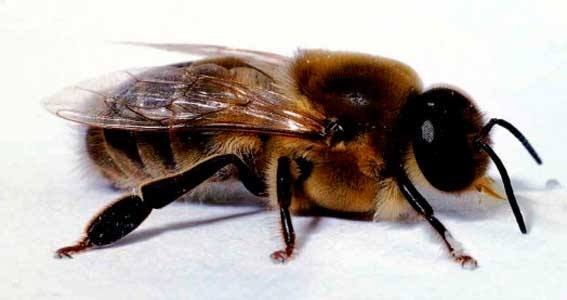 Разведение маток пчел в домашних условиях: видео - фото