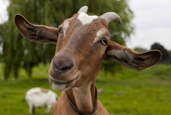 Разведение коз популярных пород на личном подворье: видео - фото