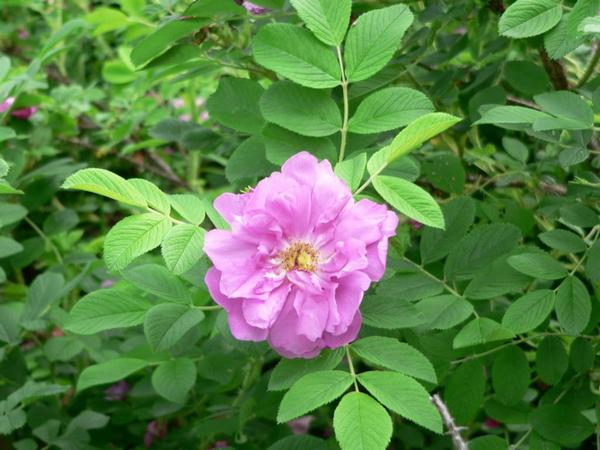 Особенности выращивания розы (шиповник) морщинистой, посадка и уход в саду - фото