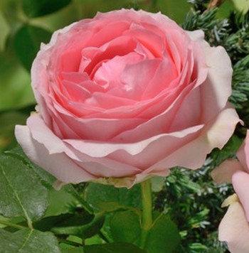 Фото и названия сортов роз от Леди розы - фото