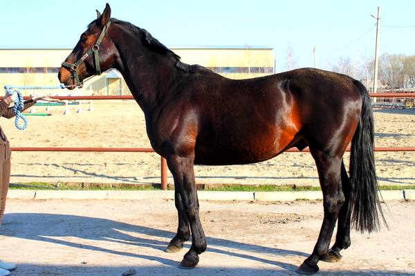 Русская верховая порода лошадей: описание, фото и видео - фото