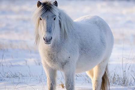 Самые красивые породы лошадей в мире: фото - фото
