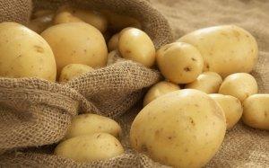 Славянский «хлеб»: лучшие сорта картофеля - фото