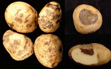 Самые распространенные болезни картофеля и борьба с ними с фото