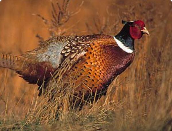 Северокавказский фазан: фото, описание, условия содержания - фото