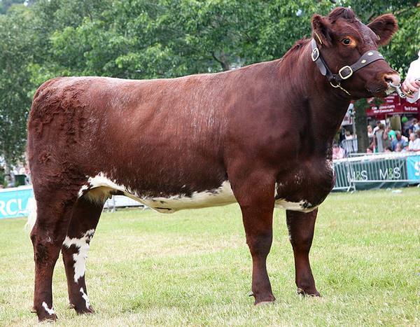 Шортгорнская мясная порода коров для разведения, фото, описание с фото