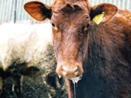 Симптомы и лечение катаральной горячки у коровы  с фото