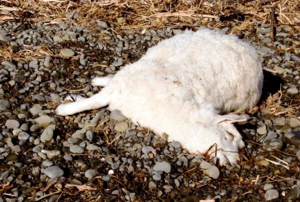 Как вылечить инфекционное заболевание овец - брадзот - фото