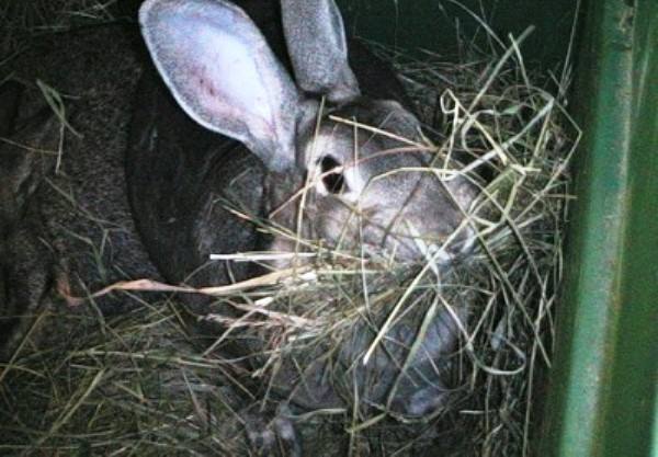 Сроки беременности у кроликов - когда ждать потомство? с фото