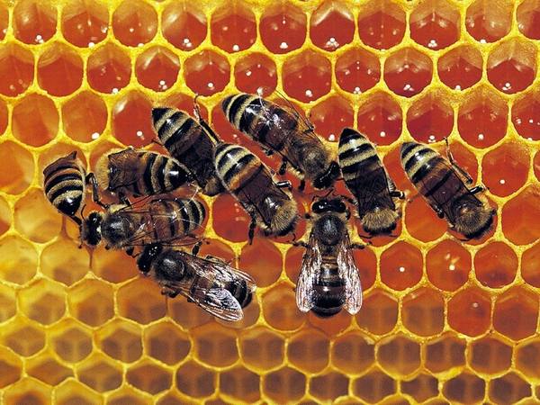 Сколько пчел в одной семье и сколько она дает меда - фото