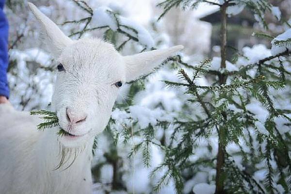 Сколько сена нужно козе на зиму: подбираем идеальный вариант - фото