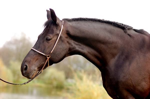 Сколько стоит купить и содержать лошадь в России в рублях в 2016 году с фото