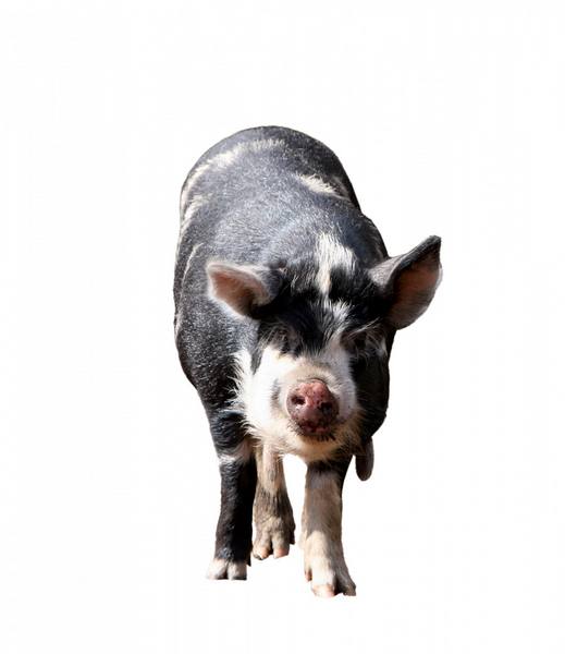 Сколько в день нужно кормить комбикорма свинье с фото