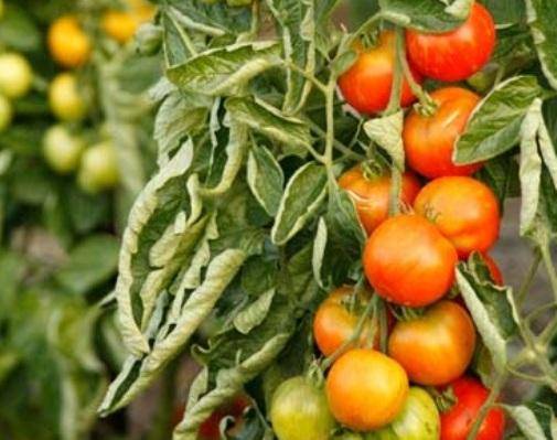 Скручивание листьев у томатов Причины скручивания - фото