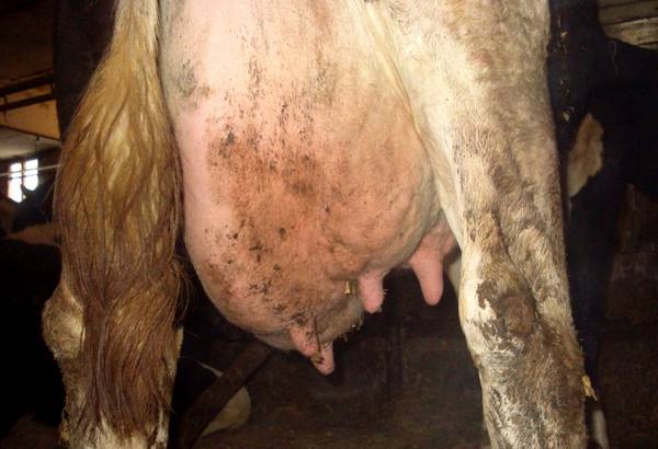 Скрытый мастит у коровы: симптомы и лечение - фото