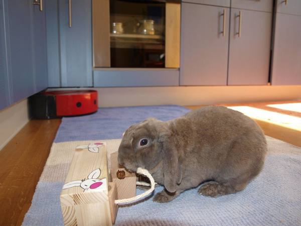 Содержание декоративных кроликов в квартире: отзывы владельцев с фото