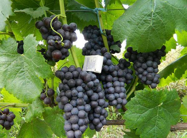 Описание сорта винограда Киевского - фото