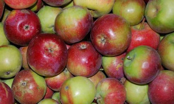 Сорт яблок Орлис и особенности выращивания с фото