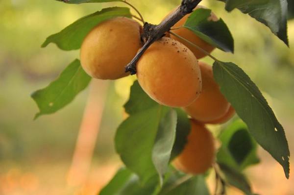 Сорта абрикоса для Средней полосы - фото