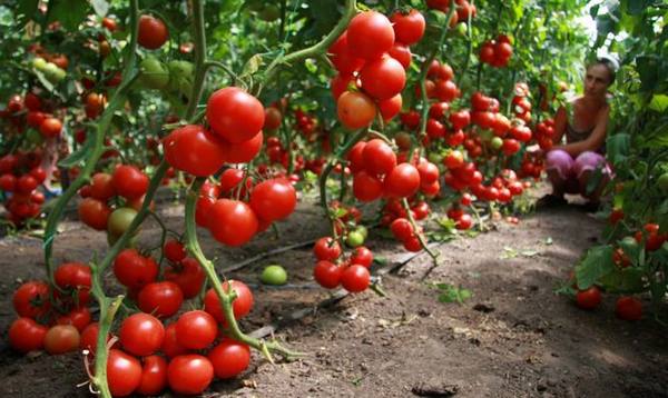 Выращивание помидоров в теплице  выбираем лучшие сорта для закрытой почвы - фото