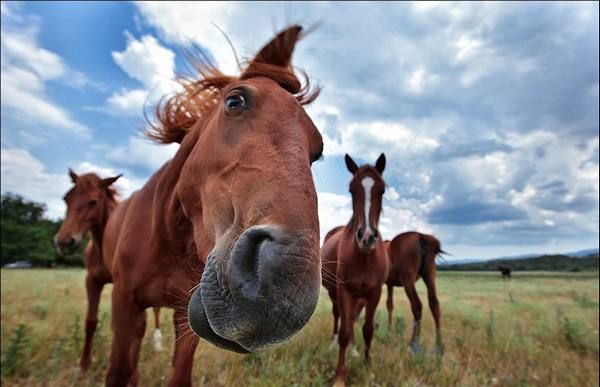 Как происходит процесс спаривания у лошадей с фото