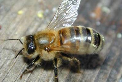 Среднерусская порода пчел: фото, характеристики и отзывы с фото