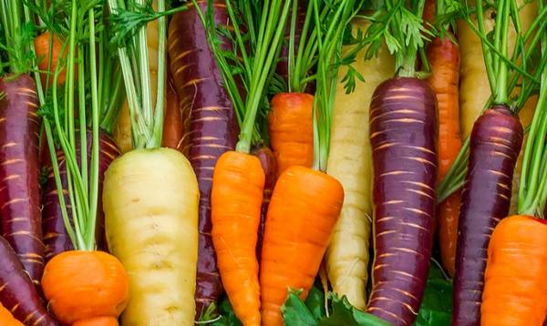 Сроки посадки моркови  как их точно определить весной и осенью? с фото