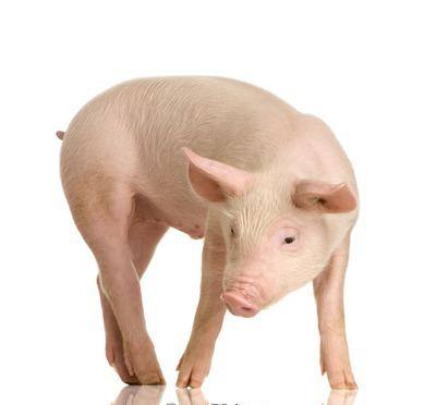Стоимость и состав корма для свиней в домашних условиях с фото