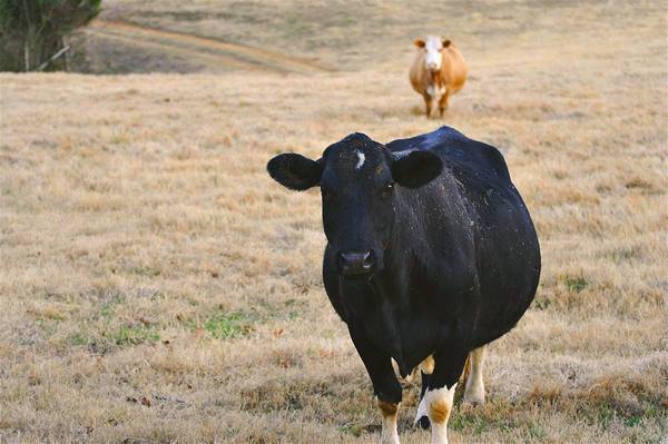 Особенности сухостойного периода у коров - фото