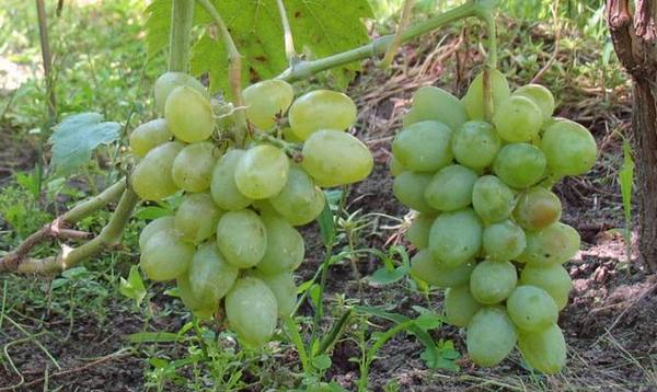 Элегант сверхранний  виноград для больших урожаев на маленьком участке с фото