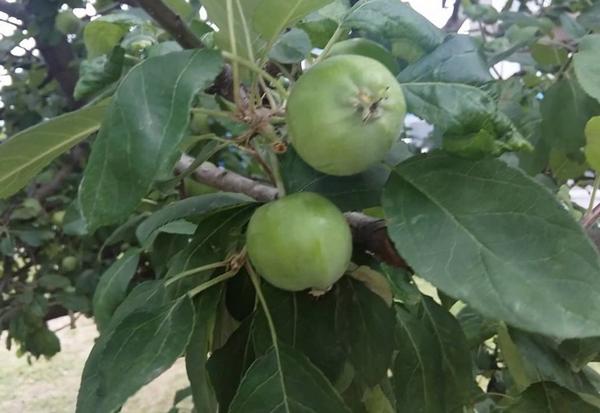Что делать, если появилась тля на яблоне, чем обработать растение от вредителя с фото