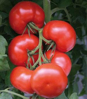 Как правильно выращивать томат 