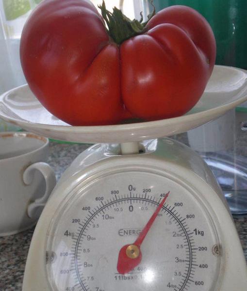 Мясистый и сахаристый: помидоры среднераннего сорта Хлебосольный - фото