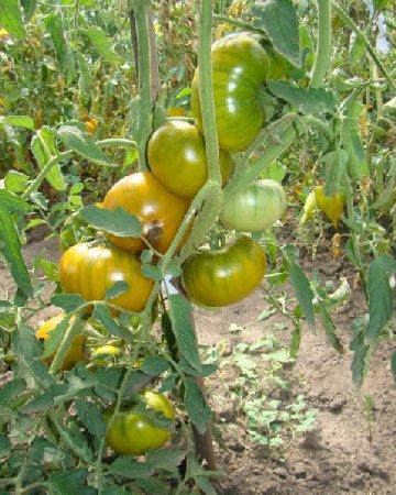 Сорт помидоров «Малахитовая шкатулка»: характеристика, плюсы и минусы - фото