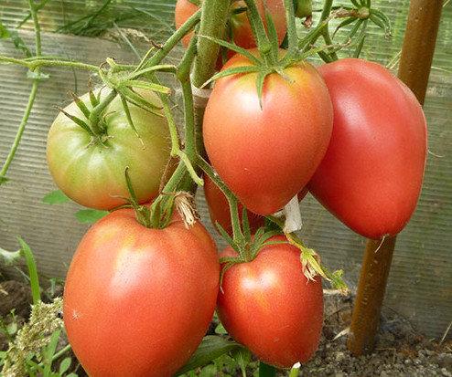 Особенности выращивания и характеристика сорта помидор Мазарини с фото