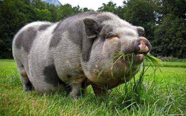 Травоядные свиньи породы: фото и описание с фото