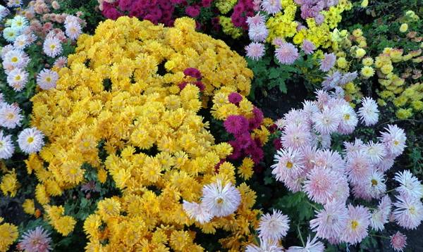 Цветочные клумбы на все сезоны  создайте цветник своей мечты - фото