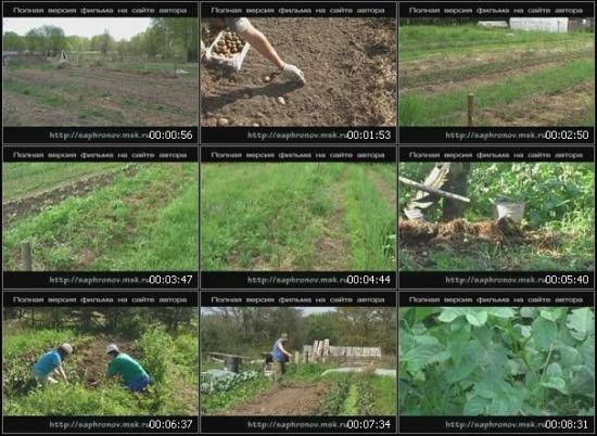 Уход и выращивание картофеля на видео облегчает вам работу - фото