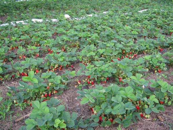 Уход за клубникой весной  вкусные ягоды с каждого куста с фото