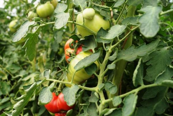 Уход за томатами: полив, подкормка и лечение фитофтороза - фото