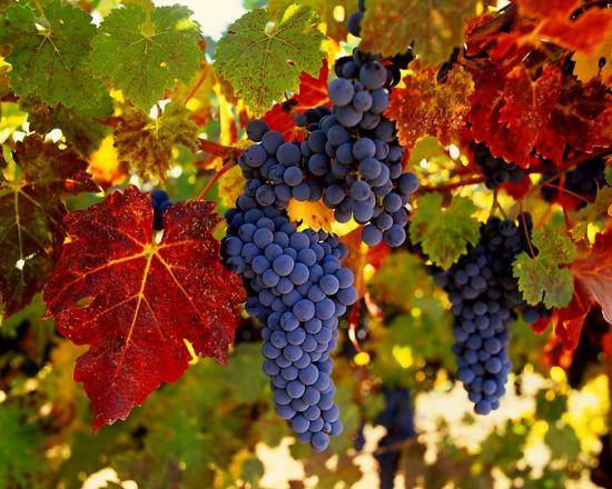 Уход за виноградом осенью: советы и рекомендации - фото