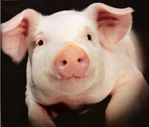 Украинская степная белая порода свиней: фото и описание - фото