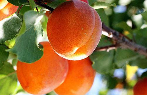В чем разница между жерделой и абрикосом? - фото